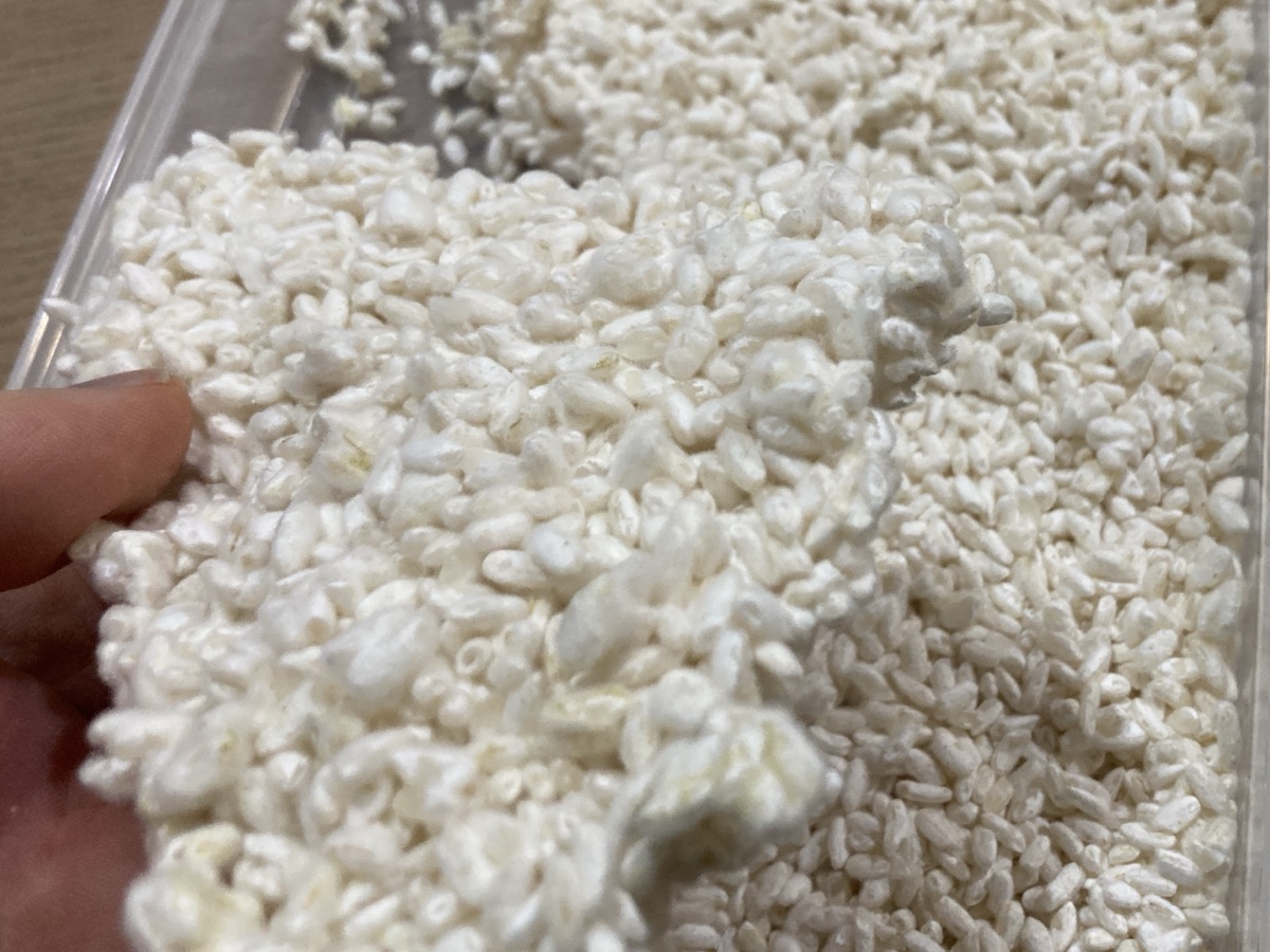 ハツシモで作った生米麴の写真